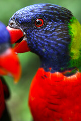 A Macro photo of colorful parakeets