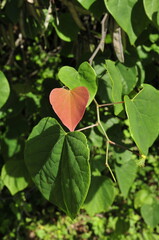 Heart shaped redbud leaf in the spring