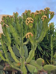 big prickly pear cactus on Cyprus