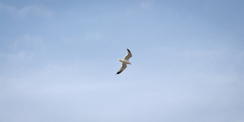Obraz premium A common gull (Larus canus) flying in the cloudy sky, view from below