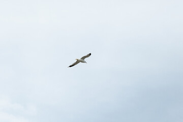 A common gull (Larus canus) flying in the cloudy sky, view from below