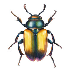 watercolor vector of Atlas Beetle, isolated on a white background.