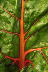 Chard leaf closeup
