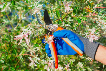 Closeup of hand of girl gardener wearing protective glove, using garden shears to trim branches of...