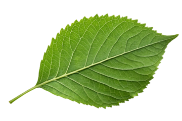 Fresh Green Serrated Leaf Isolated on White Background