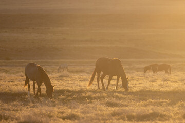 Fototapeta premium Wild Horses in Spring in the Utah Desert