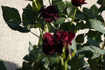 rose rosse