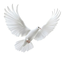 Fototapeta premium Majestic White Dove in Flight, Symbol of Peace and Hope