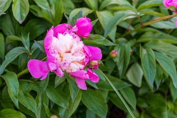 A delicate peony with soft pink and white petals, blooming gracefully with layers of ruffled texture, radiating gentle beauty and elegance in natural light.