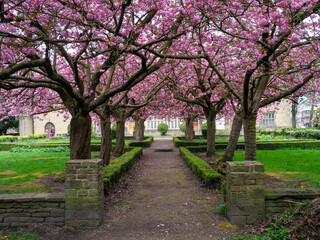 Cherry Blossom avenue 
