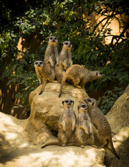These meerkats was photographed In Pécs, hungary. 