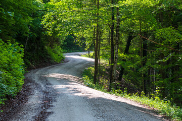 A peaceful forest alley stretches into the distance, flanked by tall green trees with lush canopies. Sunlight filters softly through the leaves, casting dappled light on the earthy path.