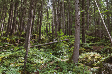 Tall evergreen trees rise densely from the forest floor, their dark green needles contrasting with soft sunlight filtering through the canopy—calm, cool, and deeply peaceful woodland beauty.