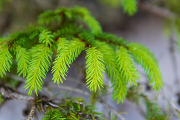 Tall evergreen trees rise densely from the forest floor, their dark green needles contrasting with soft sunlight filtering through the canopy—calm, cool, and deeply peaceful woodland beauty.