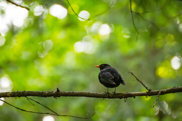 Blackbird Turdus merula. Spring Equinox. Return of the Birds Day. World Migratory Bird Day.