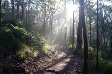 Obraz premium Sun rays break through forest canopy creating a serene path in the woods during early morning hours, Sun rays and light shines through forest canopy in Australia native forest
