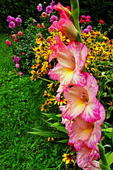 View of a blooming gladiolus flower and its surroundings