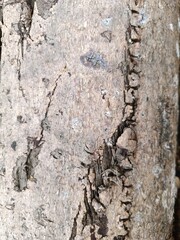 bark of a felled tree in the forest