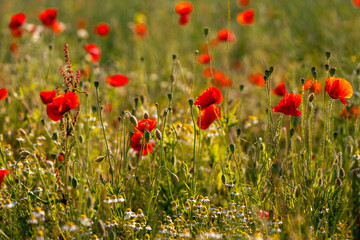 Blooming red poppies (Papaver rhoeas) in a sunny summer meadow with green stems and buds....