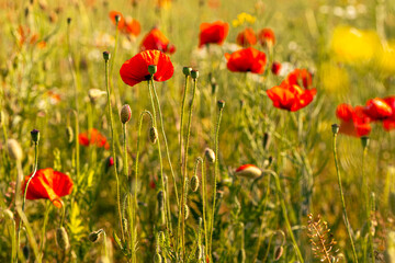 Blooming red poppy (Papaver rhoeas) with many unopened buds in a summer meadow. Natural wildflower field in soft sunlight, suitable for background, nature themes, or botanical use.