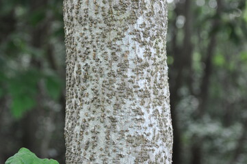 Clerodendrum trichotomum - Korean Glorybower Tree with Leaves and Flowers

