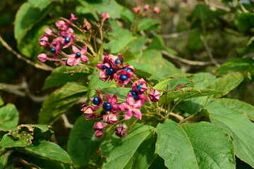 Clerodendrum trichotomum - Korean Glorybower Tree with Leaves and Flowers

