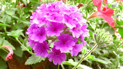 Flowers,Gardens,Beauty, Roses, Vivid, Bright