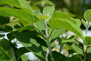 Clerodendrum trichotomum - Korean Glorybower Tree with Leaves and Flowers


