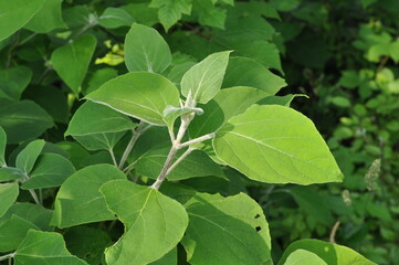 Clerodendrum trichotomum - Korean Glorybower Tree with Leaves and Flowers

