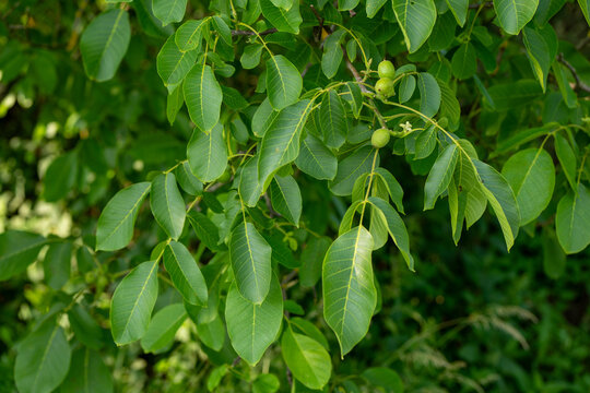 Close-up of walnut tree leaves and young green walnuts. Juglans regia in natural light, useful for food, medicine, and natural dye. - Powered by Adobe