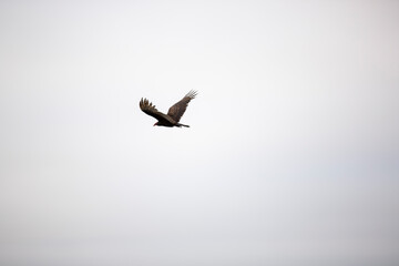 REFUGIO DE AVES GUERRERO NEGRO BAJA CALIFORNIA SUR MEXICO