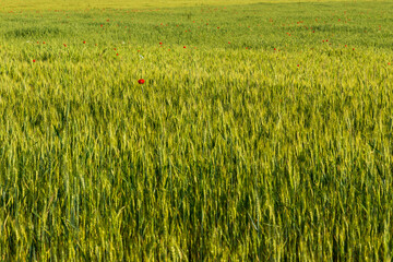 Summer wheat field with scattered red poppies in the Slovak countryside, forest and hills in the background.