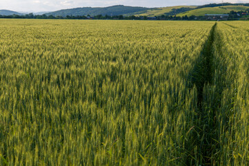 Ripening green wheat field in Slovakia with visible tractor path. Agricultural landscape with hills in background during summer.