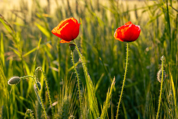Two red poppy flowers blooming in a green cereal field during sunset. Close-up of wildflowers in...