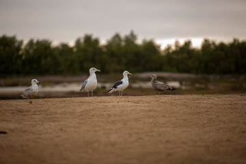 REFUGIO DE AVES GUERRERO NEGRO BAJA CALIFORNIA SUR MEXICO