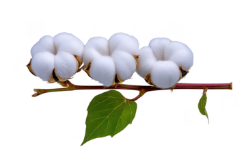 Three fluffy white cotton bolls on branch with green leaves, isolated on transparency background, showcasing natural texture and organic beauty