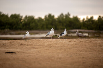 REFUGIO DE AVES GUERRERO NEGRO BAJA CALIFORNIA SUR MEXICO