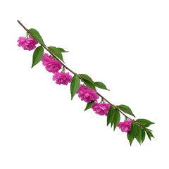 Delicate branch with vibrant pink cherry blossoms and lush green leaves creates striking contrast against plain background, evoking sense of springtime beauty