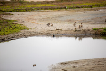 REFUGIO DE AVES GUERRERO NEGRO BAJA CALIFORNIA SUR MEXICO