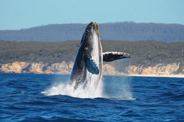 Fototapeta premium Whale breaching majestically in the sea near the Australian coast under bright blue skies, Whale breaching in sea near coast of Australia