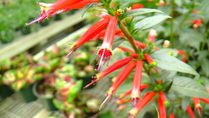 Macro Shots of some nice flowers