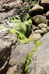 green moss on rock along coastline