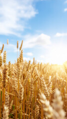Fototapeta premium golden wheat field and sunny day