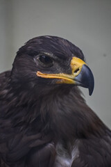 portrait of a vulture