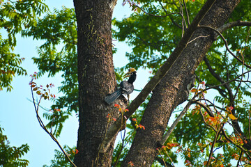 Oriental Pied Hornbill