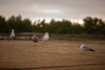 Obraz premium REFUGIO DE AVES GUERRERO NEGRO BAJA CALIFORNIA SUR MEXICO