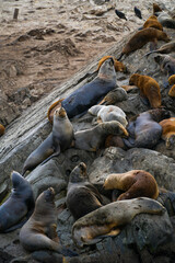 sea lions on the beach