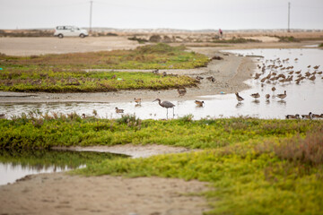 REFUGIO DE AVES GUERRERO NEGRO BAJA CALIFORNIA SUR MEXICO