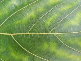 Detailed Green Leaf Veins with Yellowing Discoloration