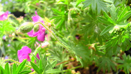 Macro Shots of some really nice brightly blooming flowers